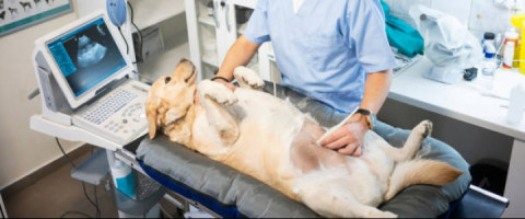 Imagine prezentare TEHNICIAN VETERINAR